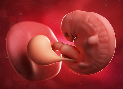 Sự hình thành và phát triển của thai nhi qua các giai đoạn - MyPharma