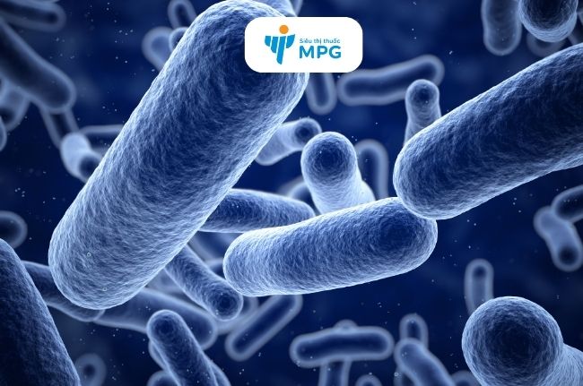 Men sống bạch mai có chứa các lợi khuẩn tốt cho cơ thể 