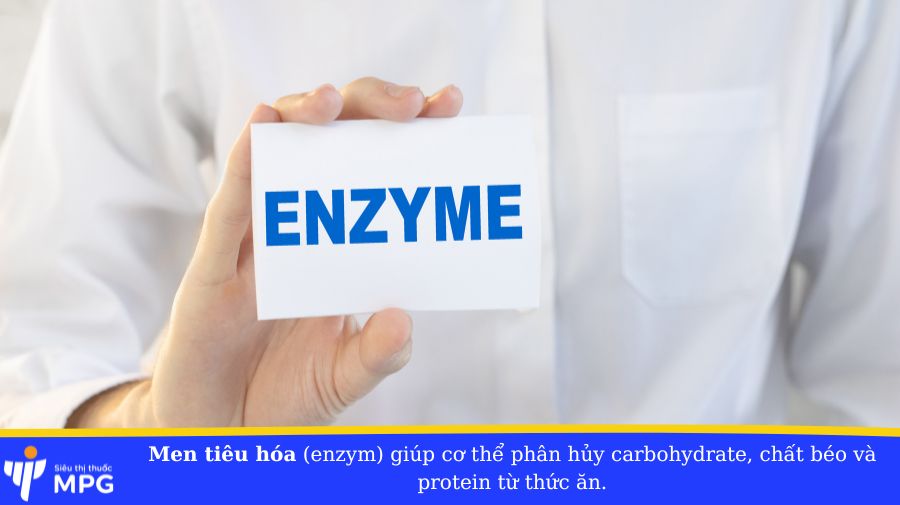 Men tiêu hóa (enzym) giúp cơ thể phân hủy carbohydrate, chất béo và protein từ thức ăn